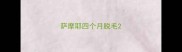 萨摩耶四个月脱毛