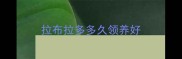 拉布拉多多久领养好