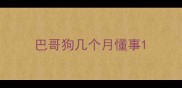 巴哥狗几个月懂事