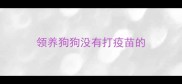 领养狗狗没有打疫苗的
