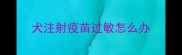 犬注射疫苗过敏怎么办