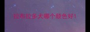 拉布拉多犬哪个颜色好