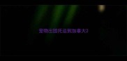 宠物出国托运到加拿大