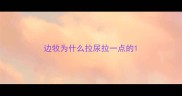 边牧为什么拉尿拉一点的