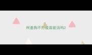 柯基狗不打疫苗能活吗