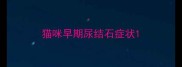 猫咪早期尿结石症状