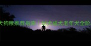 边境牧羊犬狗粮推荐指南幼犬成犬老年犬全阶段如何挑选