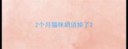 2个月猫咪胡须掉了