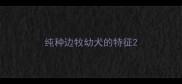 纯种边牧幼犬的特征