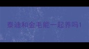 泰迪和金毛能一起养吗
