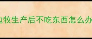 边牧生产后不吃东西怎么办