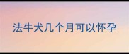 法牛犬几个月可以怀孕