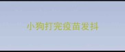 小狗打完疫苗发抖
