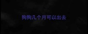 狗狗几个月可以出去