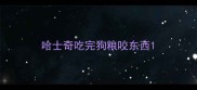 哈士奇吃完狗粮咬东西
