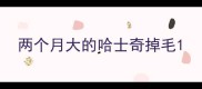 两个月大的哈士奇掉毛