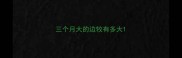 三个月大的边牧有多大
