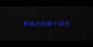 泰迪犬的鼻子颜色