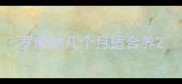 罗威纳几个月适合养