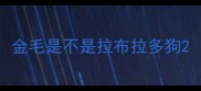 金毛是不是拉布拉多狗