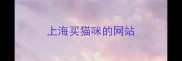 上海买猫咪的网站