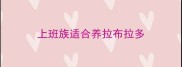 上班族适合养拉布拉多