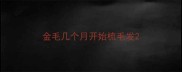 金毛几个月开始梳毛发