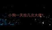 小狗一天拉几次大便