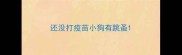 还没打疫苗小狗有跳蚤