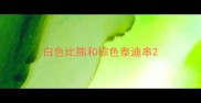 白色比熊和棕色泰迪串