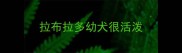 拉布拉多幼犬很活泼