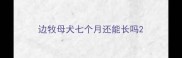 边牧母犬七个月还能长吗