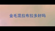 金毛混拉布拉多好吗