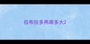 拉布拉多两周多大