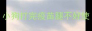 小狗打完疫苗腿不好使