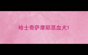 哈士奇萨摩耶混血犬