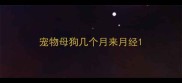 宠物母狗几个月来月经