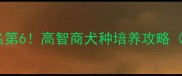 金毛智商排名第6高智商犬种培养攻略附训练技巧