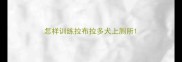 怎样训练拉布拉多犬上厕所