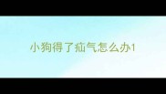 小狗得了疝气怎么办