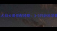 边境牧羊犬母犬最佳配种期3-5月龄科学繁殖指南