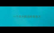一个月大的边牧有多大