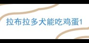 拉布拉多犬能吃鸡蛋