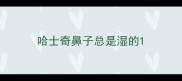 哈士奇鼻子总是湿的