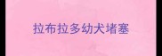 拉布拉多幼犬堵塞