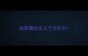 加菲猫出生几个月扎针