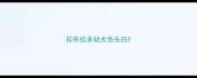拉布拉多幼犬舌头白