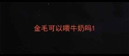 金毛可以喂牛奶吗