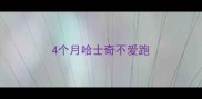 4个月哈士奇不爱跑
