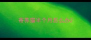 寄养猫半个月怎么办